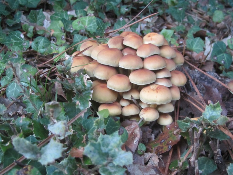 Hypholoma fasciculare (Huds.) P.Kumm., 1871