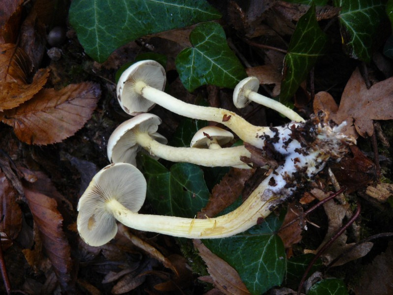 Hypoloma fasciculare (Huds.) P.Kumm., 1871