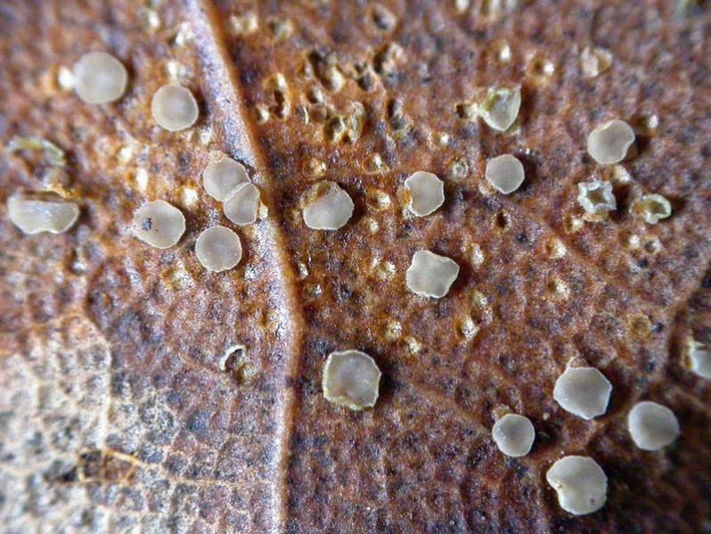Hysterostegiella lauri (Caldesi) B.Hein, 1983