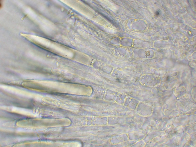 Hysterostegiella lauri (Caldesi) B.Hein, 1983