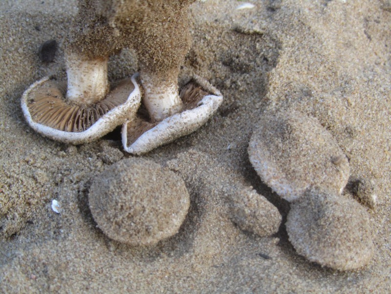 Inocybe heimii Bon, 1984
