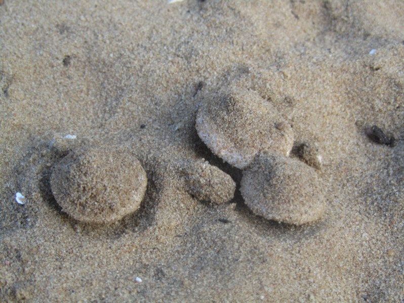 Inocybe heimii Bon, 1984