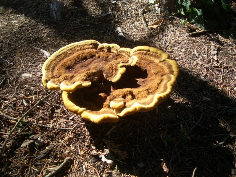 Inonotus hispidus (Bull.) P.Karst., 1879