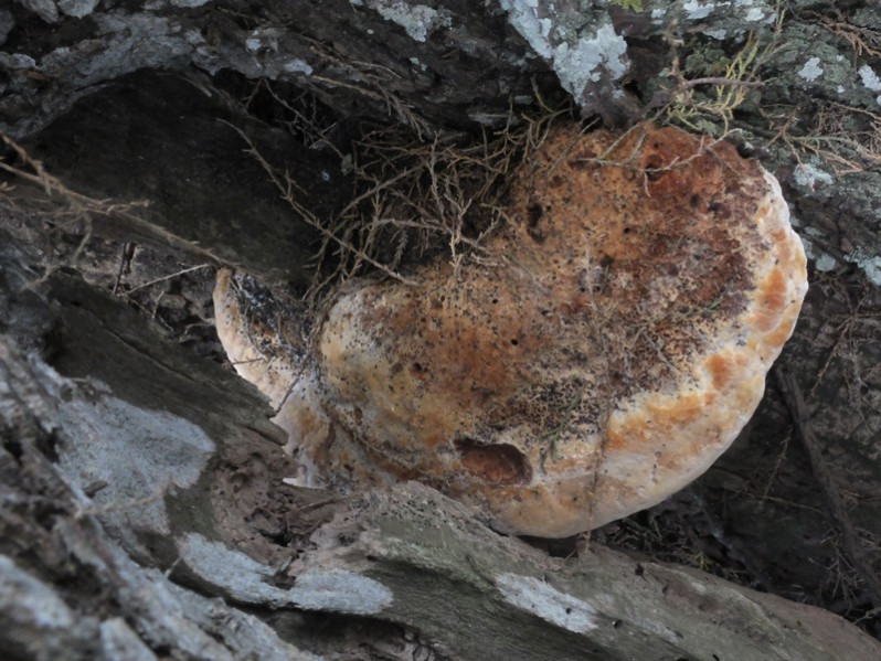 Inonotus tamaricis (Pat.) Fiasson & Niemelä, 1984