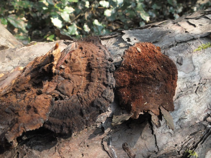 Ischnoderma benzoinum (Wahlenb.) P.Karst., 1881