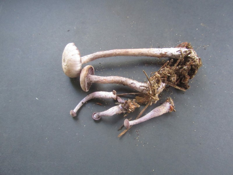 Laccaria amethystina Cooke, 1884