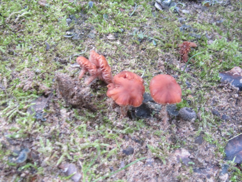Laccaria laccata (Scop.) Cooke, 1884