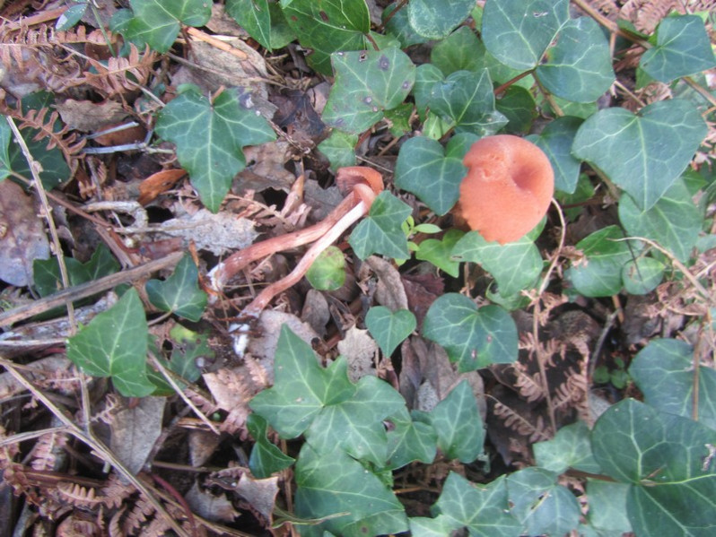 Laccaria laccata (Scop.) Cooke, 1884