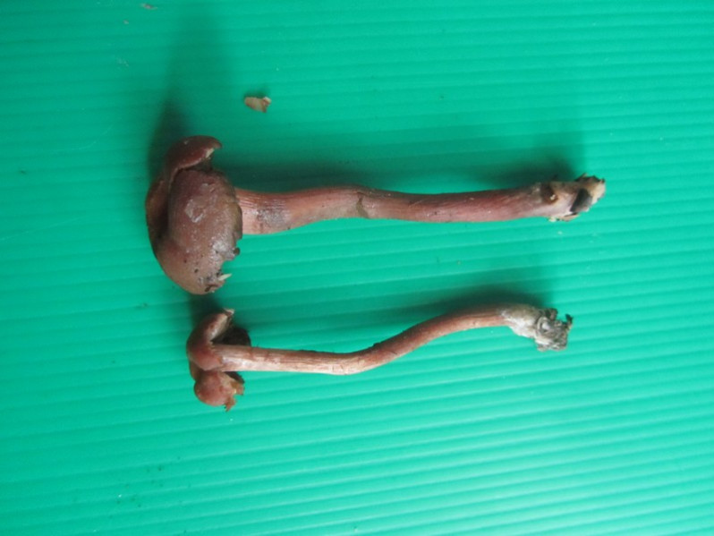 Laccaria laccata (Scop.) Cooke, 1884