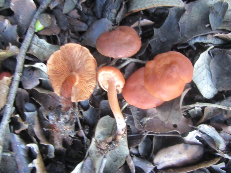 Lactarius atlanticus Bon, 1975