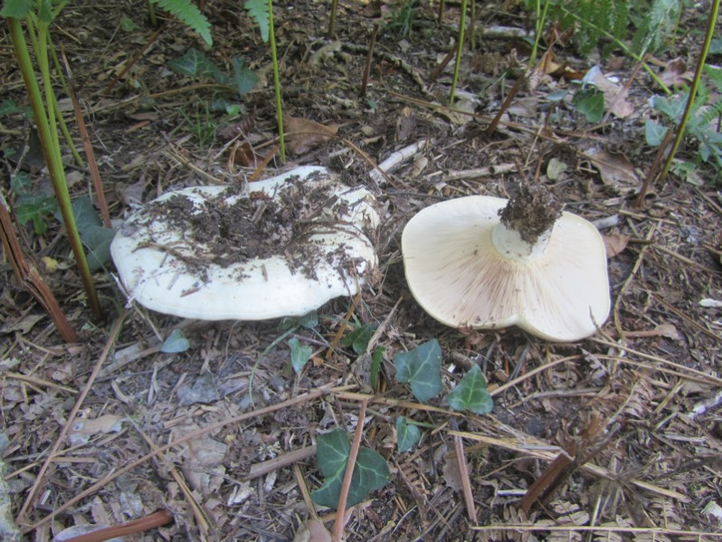 Lactarius controversus Pers., 1800