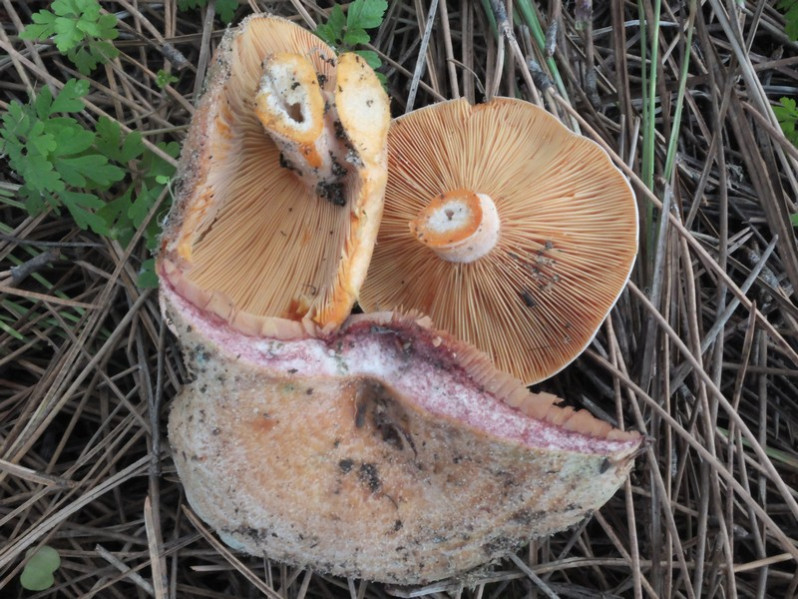 Lactarius deliciosus (L.) Gray, 1821