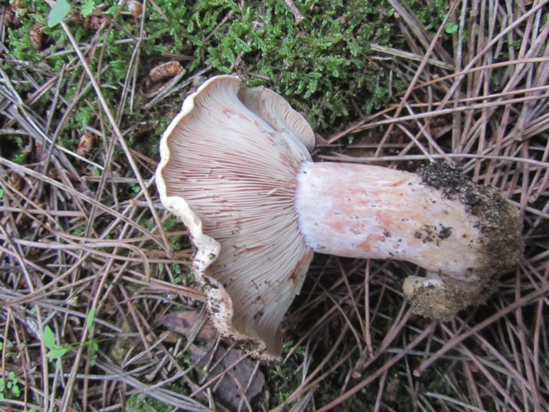 Lactarius sanguifluus (Paulet) Fr., 1838