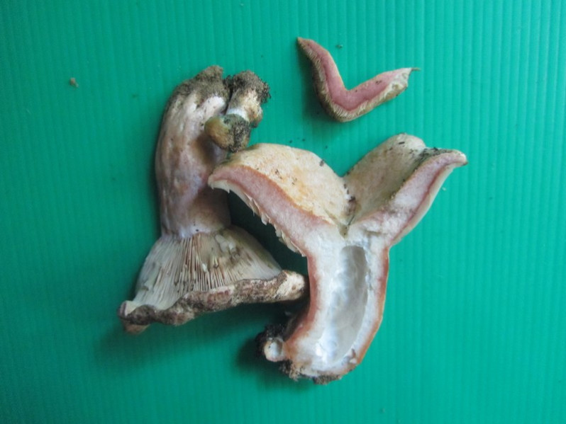 Lactarius sanguifluus (Paulet) Fr., 1838