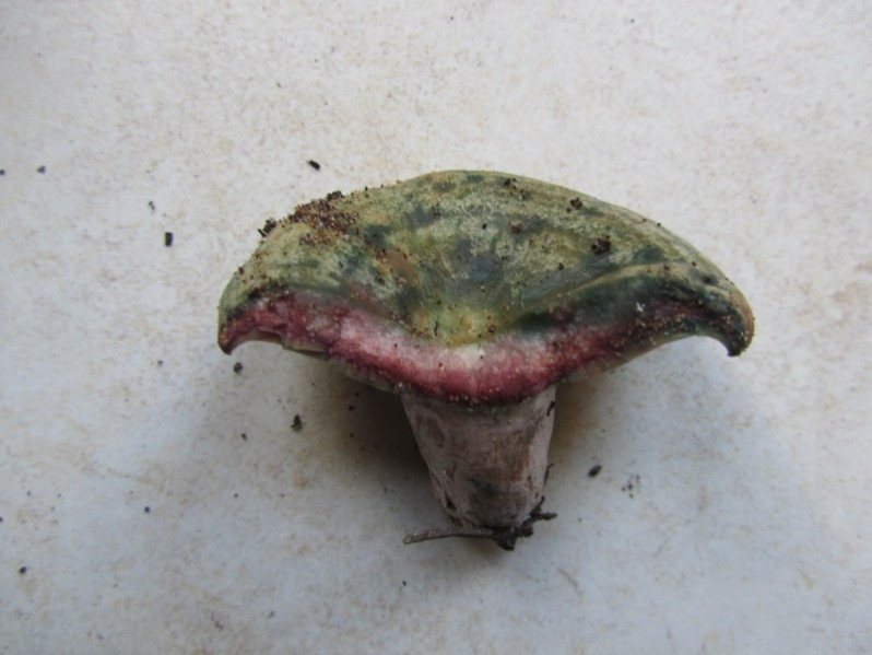 Lactarius sanguifluus (Paulet) Fr., 1838