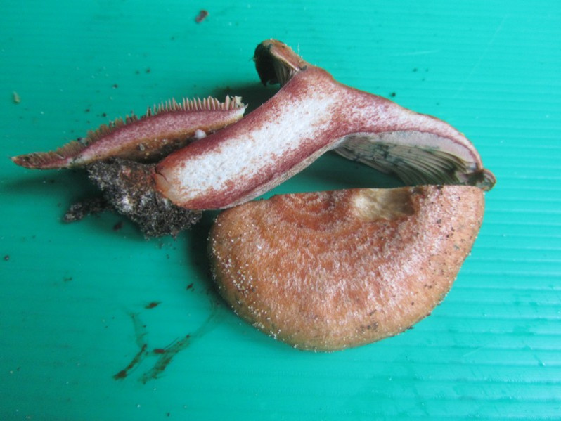 Lactarius vinosus (Quél.) Bataille, 1908