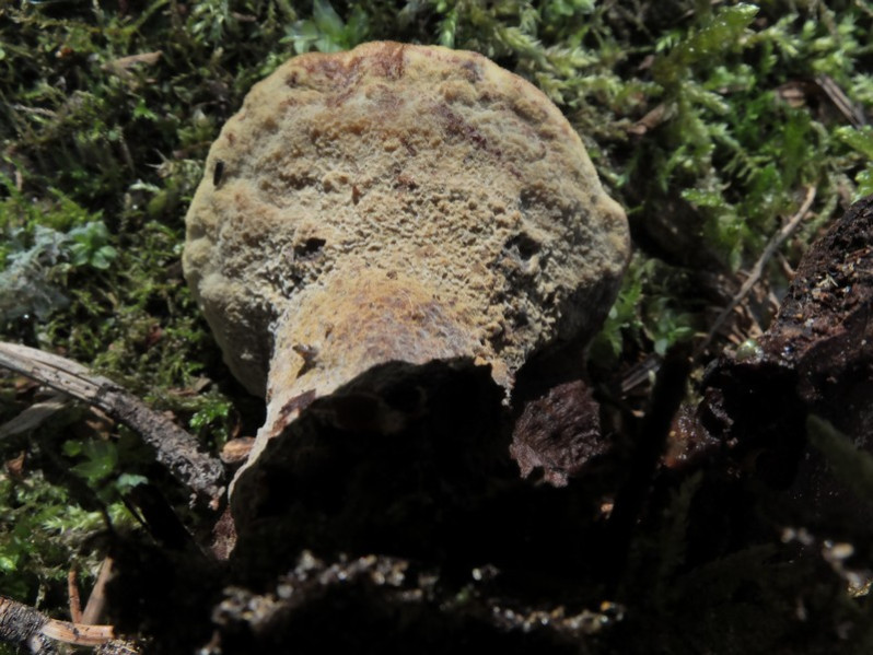 Laetiporus sulphurus (Bull.) Murrill, 1920