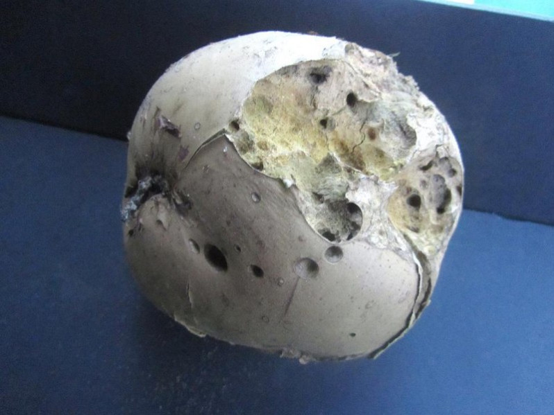 Langermannia gigantea (Batsch) Rostk., 1839