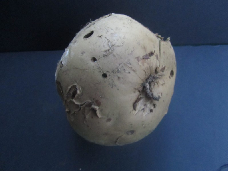 Langermannia gigantea (Batsch) Rostk., 1839
