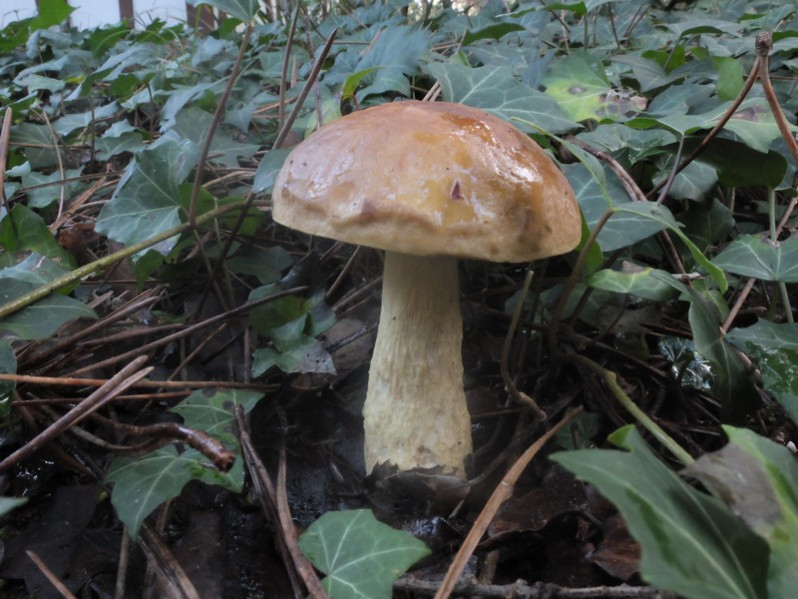 Leccinellum lepidum (H.Bouchet ex Essette) Bresinsky & Manfr.Binder, 2003