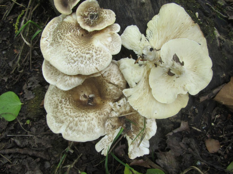 Lentinus tigrinus (Bull.) Fr., 1825
