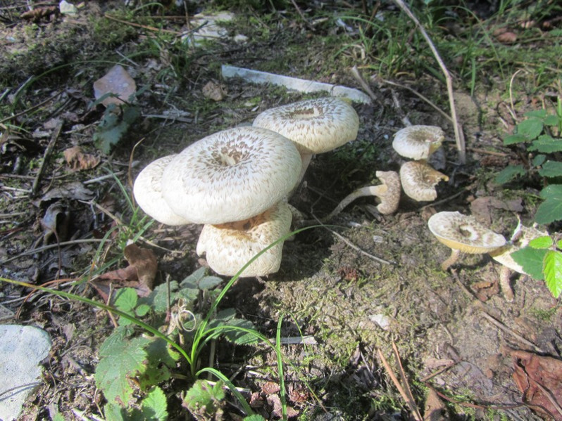 Lentinus tigrinus (Bull.) Fr., 1825