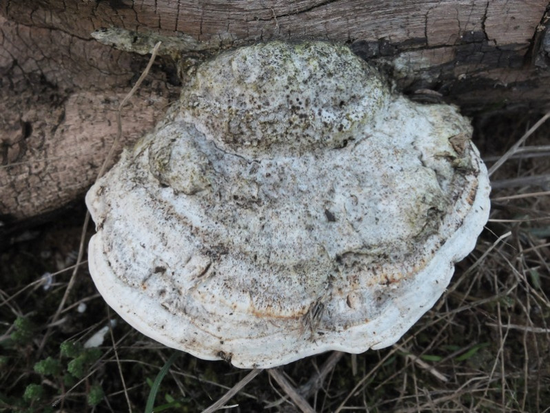 Cellulariella warnieri (Durieu & Mont.) Zmitr. & Malysheva, 2014