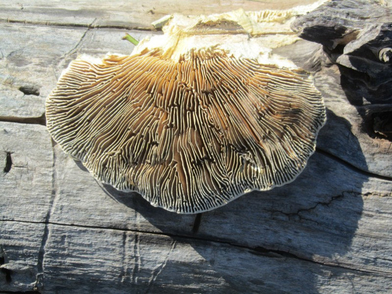 Cellulariella warnieri (Durieu & Mont.) Zmitr. & Malysheva, 2014