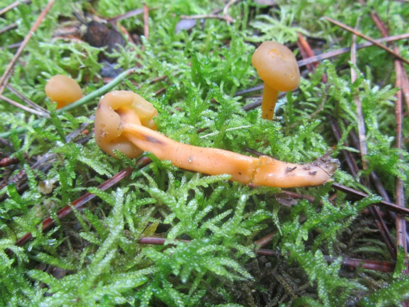 Leotia lubrica (Scop.) Pers., 1794