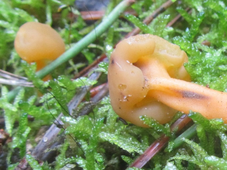 Leotia lubrica (Scop.) Pers., 1794