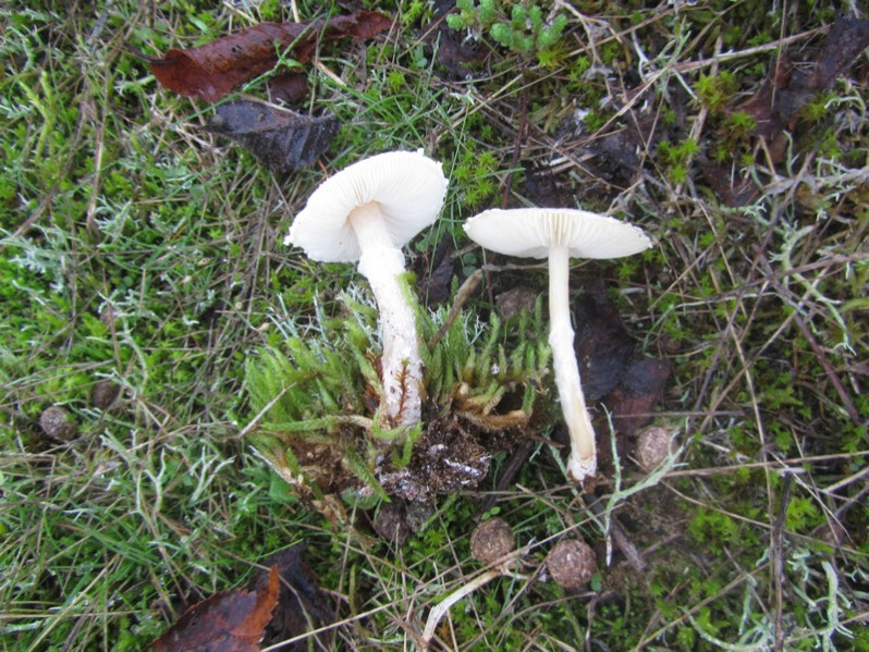 Lepiota forquignonii Quél., 1885