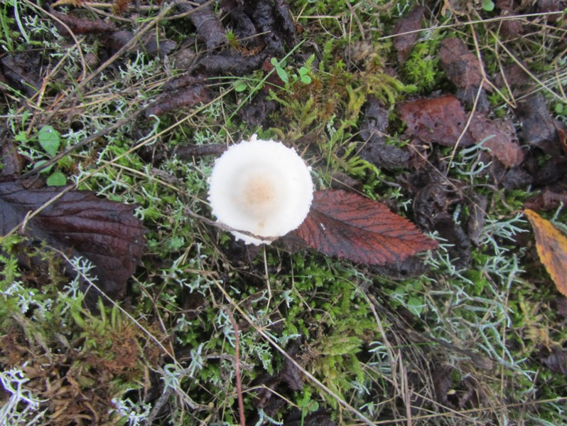 Lepiota forquignonii Quél., 1885