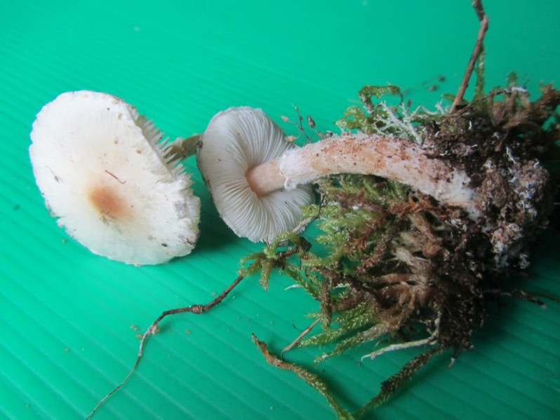 Lepiota lepida Guinb. & M.Bodin, 1994