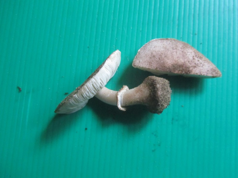 Lepiota lilacea Bres., 1892