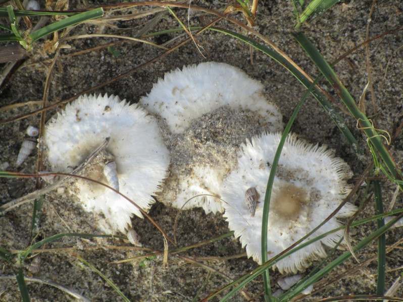Lepiota ochraceodisca Bon, 1991