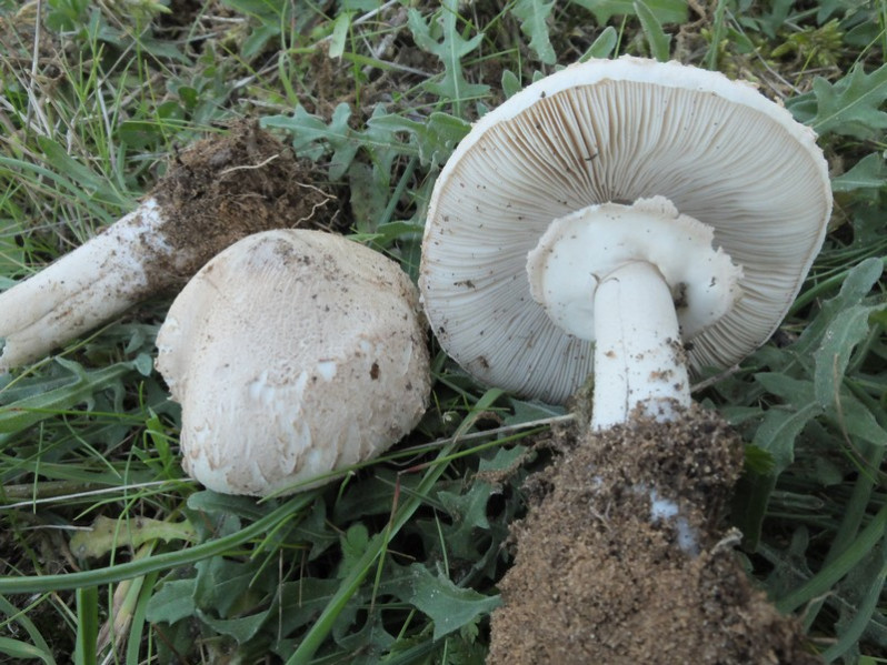 Lepiota ochraceodisca Bon, 1991