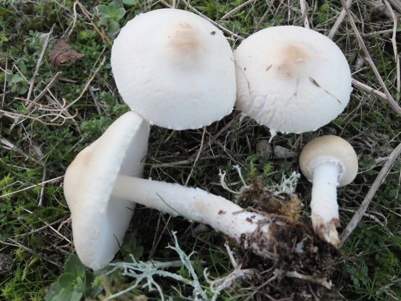 Lepiota oreadiformis Velen., 1920