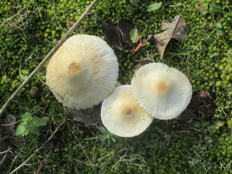 Lepiota oreadiformis Velen., 1920