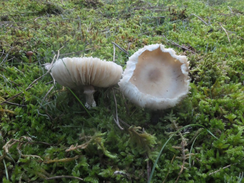 Lepiota oreadiformis Velen., 1920