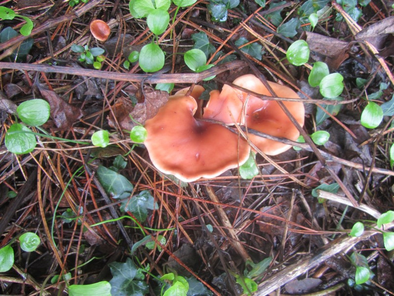Lepista inversa (Scop.) Pat., 1887