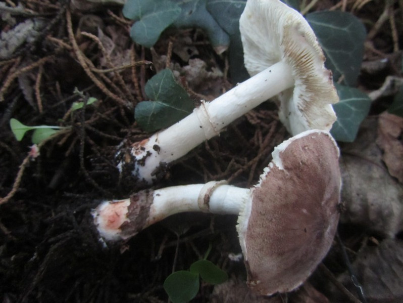 Leucoagaricus badhami (Berk. & Broome) Singer, 1951