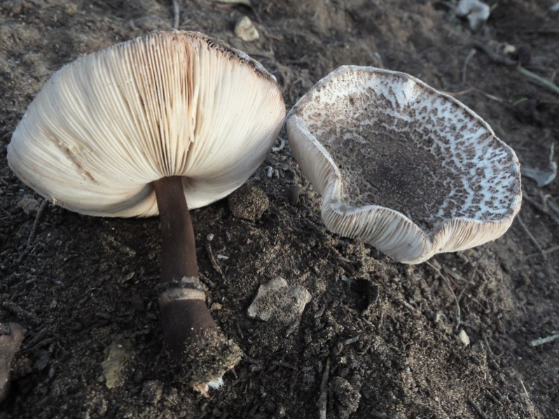 Leucoagaricus badhami (Berk. & Broome) Singer, 1951