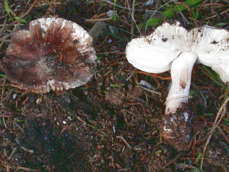 Leucoagaricus badhami (Berk. & Broome) Singer, 1951