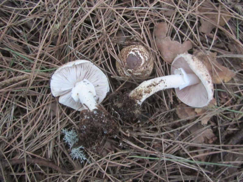 Leucoagaricus bresadolae (Schulzer) Bon & Boiffard, 1977