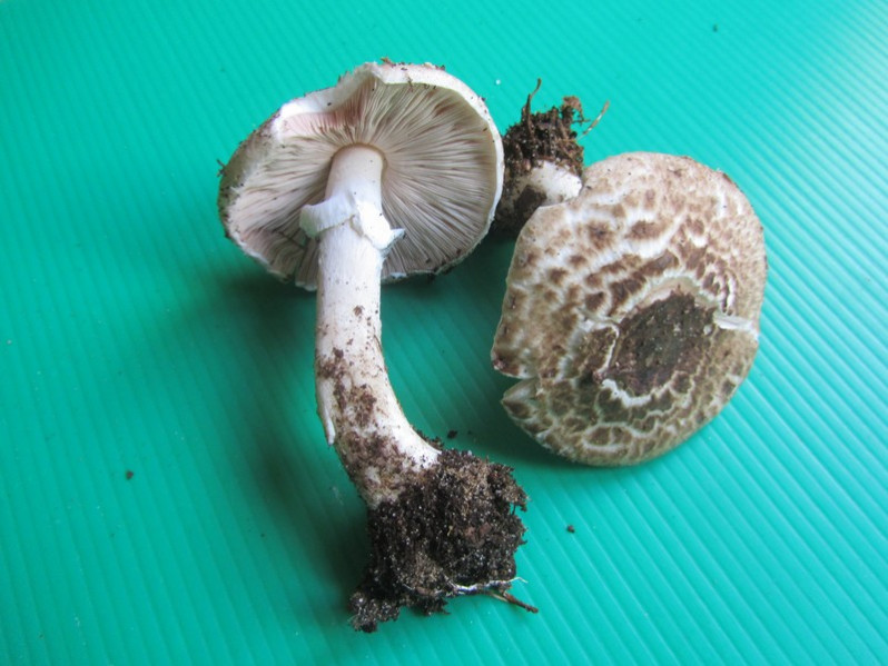 Leucoagaricus bresadolae (Schulzer) Bon & Boiffard, 1977