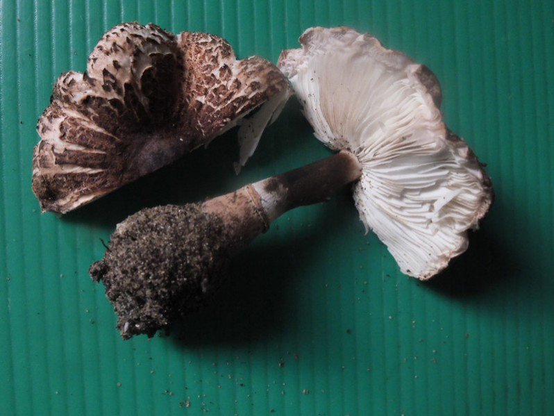 Leucoagaricus croceovelutinus (Bon & Boiffard) Bon, 1976