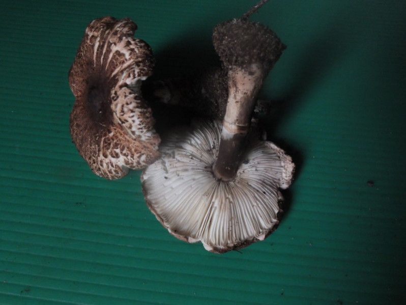 Leucoagaricus croceovelutinus (Bon & Boiffard) Bon, 1976