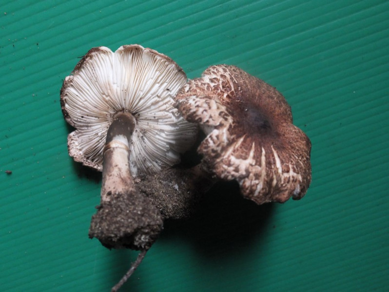Leucoagaricus croceovelutinus (Bon & Boiffard) Bon, 1976