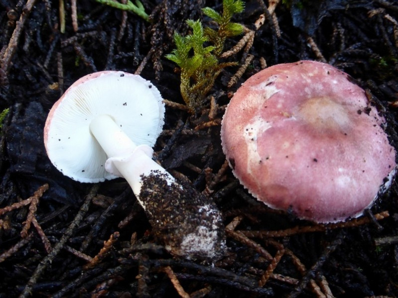 Leucoagaricus idae-fragum Guinb., Boisselet & G.Dupuy, 1998