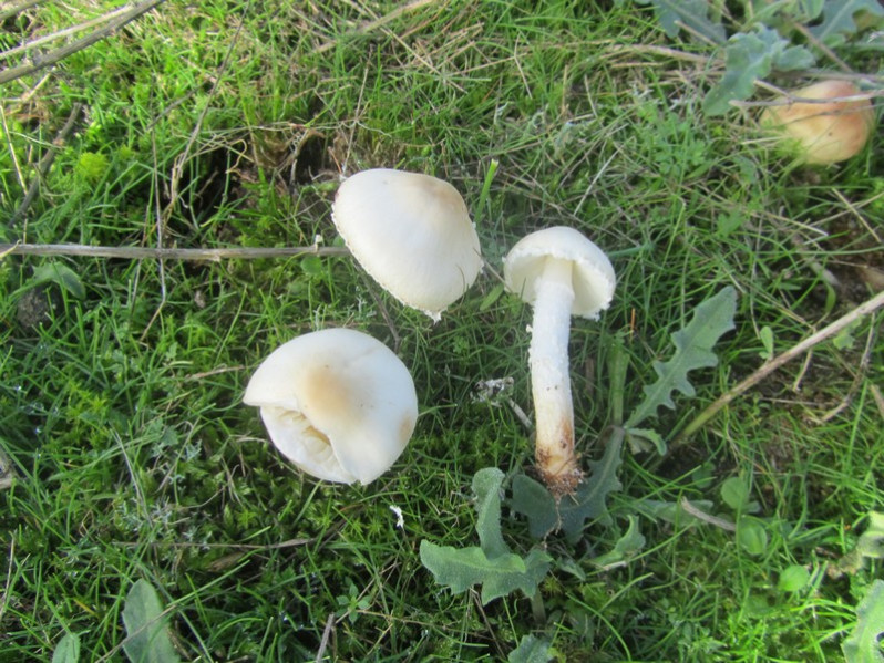 Leucoagaricus leucothites (Vittad.) Wasser, 1977